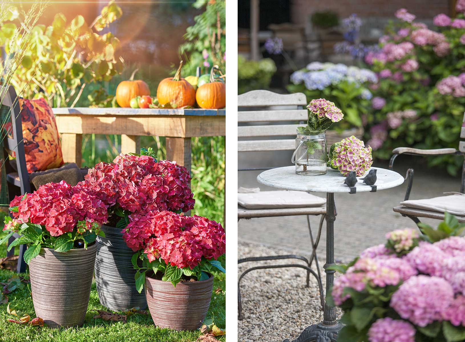 Farbenfroher Herbst auf dem Balkon Hortensien Garten: im Age mit und extralanger Golden Blütezeit 