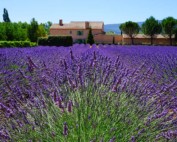 Blühender Lavendel in der Provence
