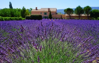 Blühender Lavendel in der Provence