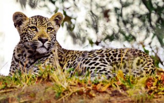 Junger Leopard auf einem Baum in Südafrika
