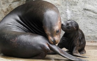 Mähnenrobbe: Mutter und Robbenbaby im Tiergarten Schönbrunn, Wien