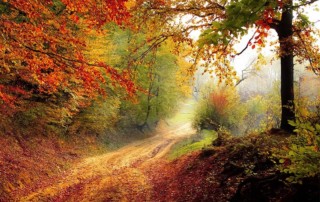 Bunt gefärbter Herbstwald