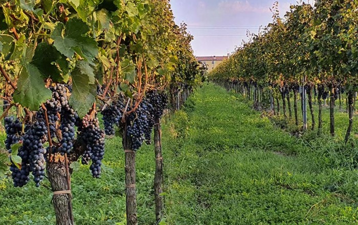 Weingut mit Weinreben in Norditalien